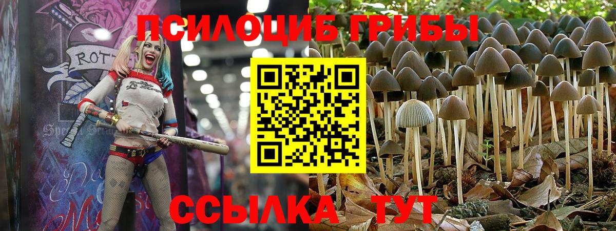 Галлюциногенные грибы Psilocybe Ртищево